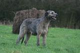 IRISH WOLFHOUND 302
